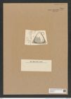 Triceratium pileatum Grun. (de-Toni-Nr.: Genus 140, Species 3751) Zeichnungen Sammlung Grunow Nr. 7265 (NHMW-BOT-W0376274)